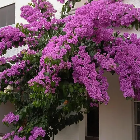 Apartment Gorgeous In With Wifi *